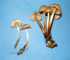 this is one of the more substantial species with cespitose stems of deep brown colors at the base fading to nearly white at the apex Marasmius cohaerens.